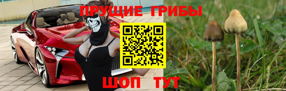 Галлюциногенные грибы прущие грибы  Псилоцибиновые грибы Psilocybine cubensis  Вход с VPN  Таганрог 